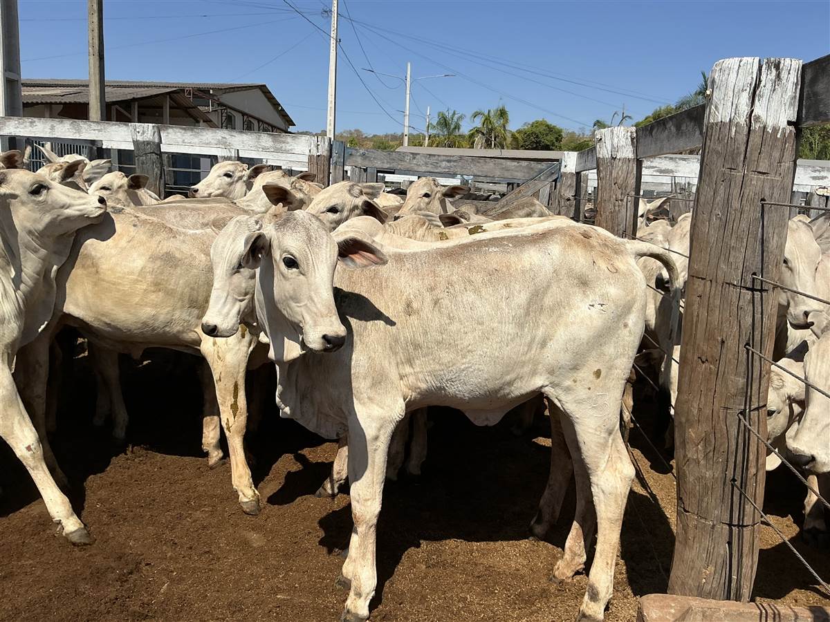 Clique para ver - Foto 0