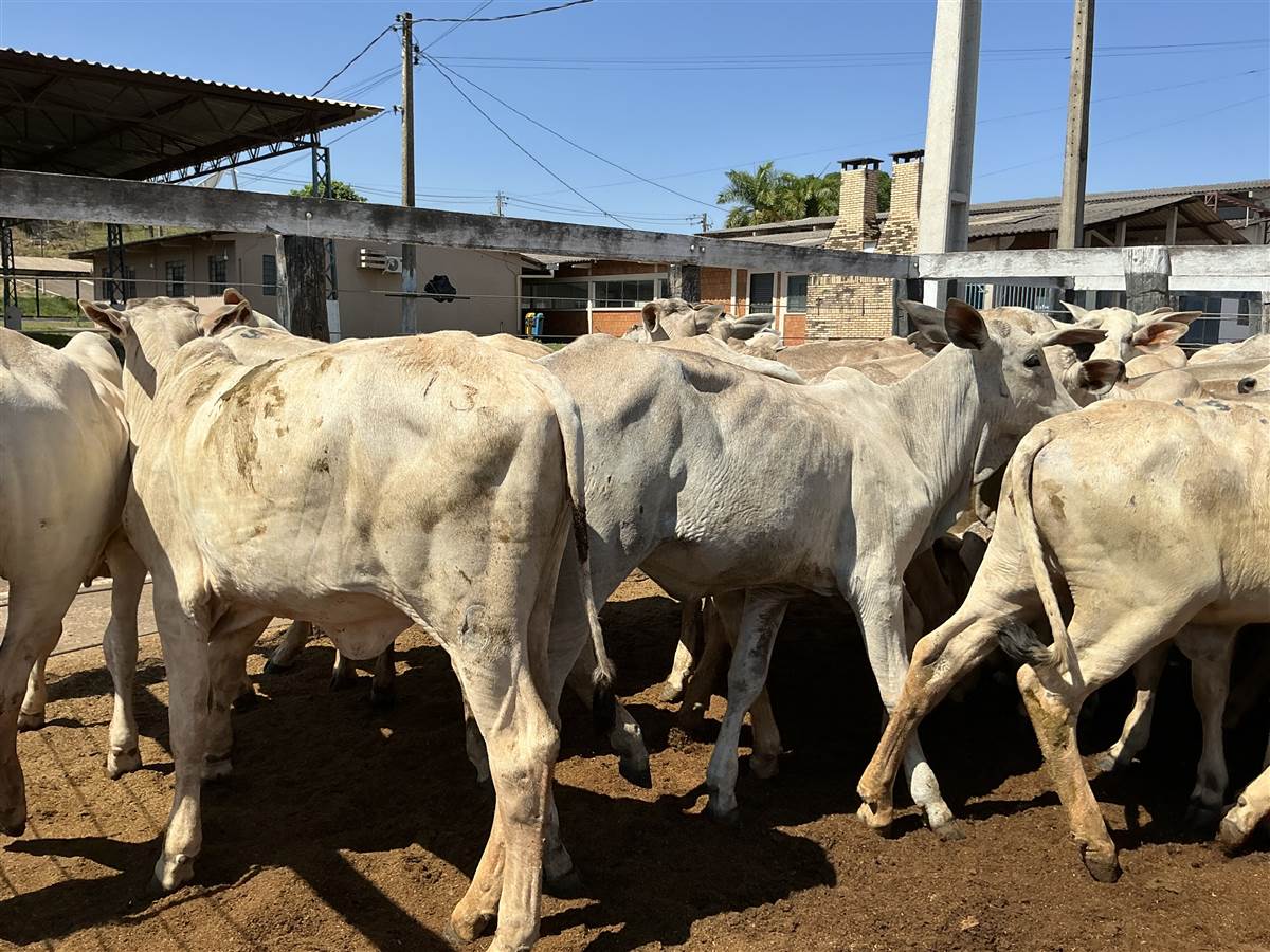 Clique para ver - Foto 1