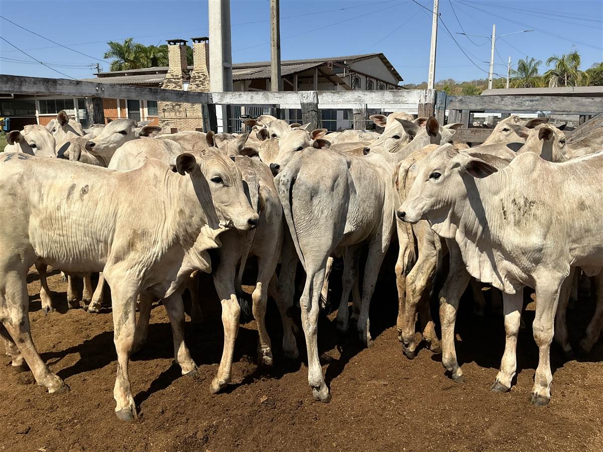 Clique para ver - Foto 2