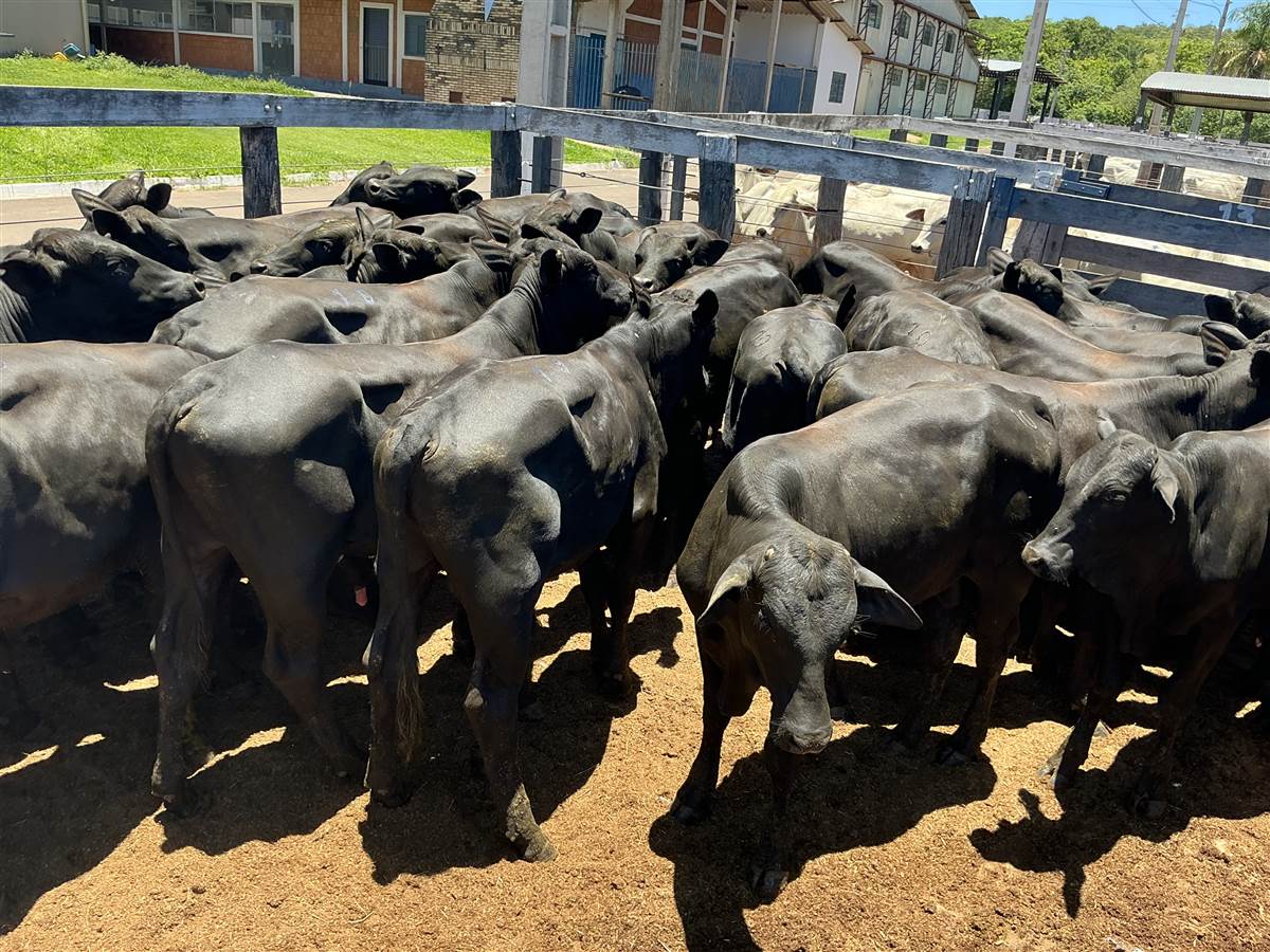 Clique para ver - Foto 0