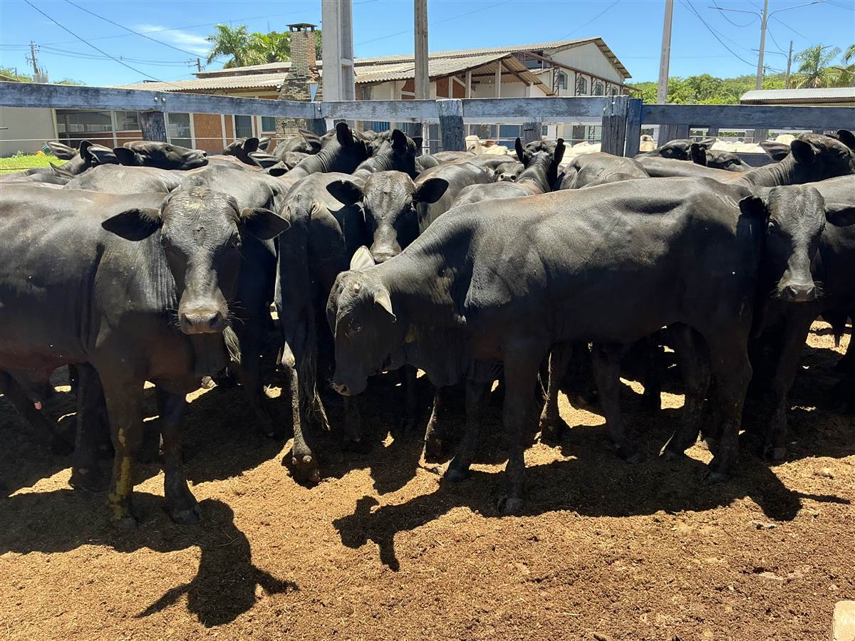 Clique para ver - Foto 1