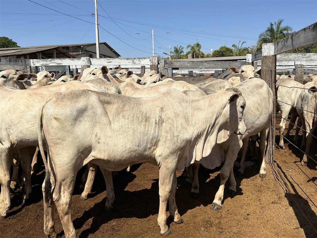 Clique para ver - Foto 0