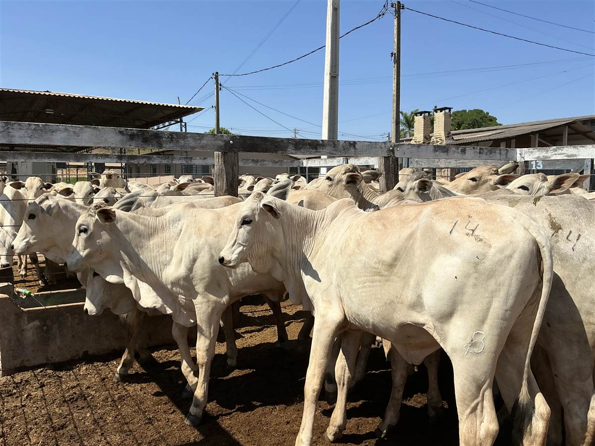 Clique para ver - Foto 1