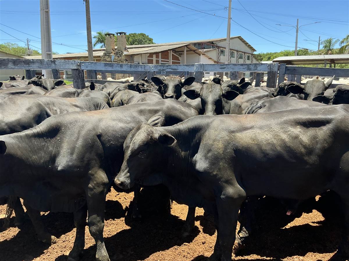 Clique para ver - Foto 1