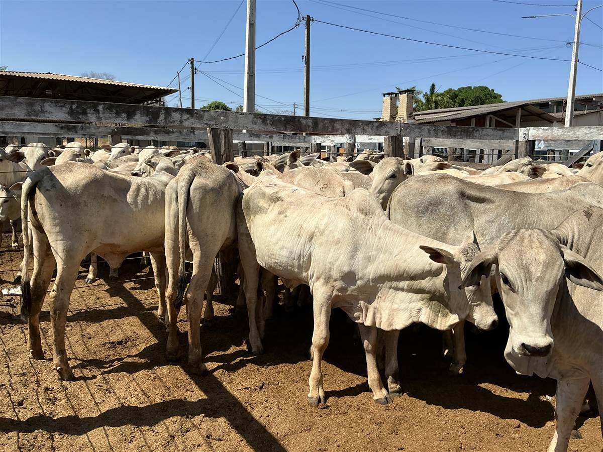 Clique para ver - Foto 1