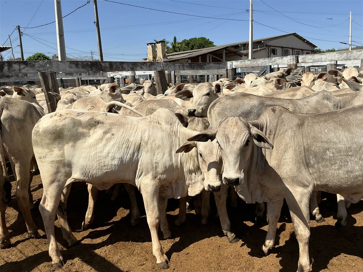 Clique para ver - Foto 2