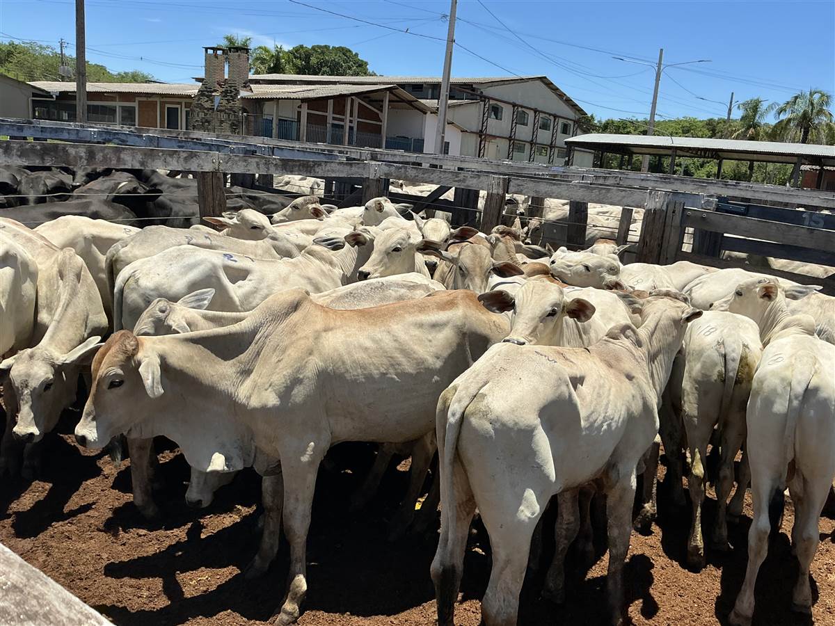 Clique para ver - Foto 0