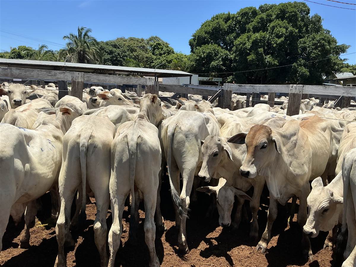 Clique para ver - Foto 1