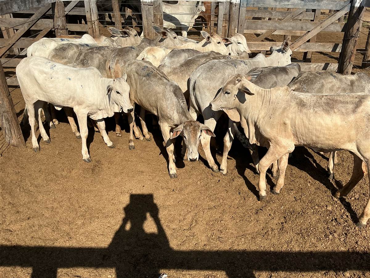 Clique para ver - Foto 0