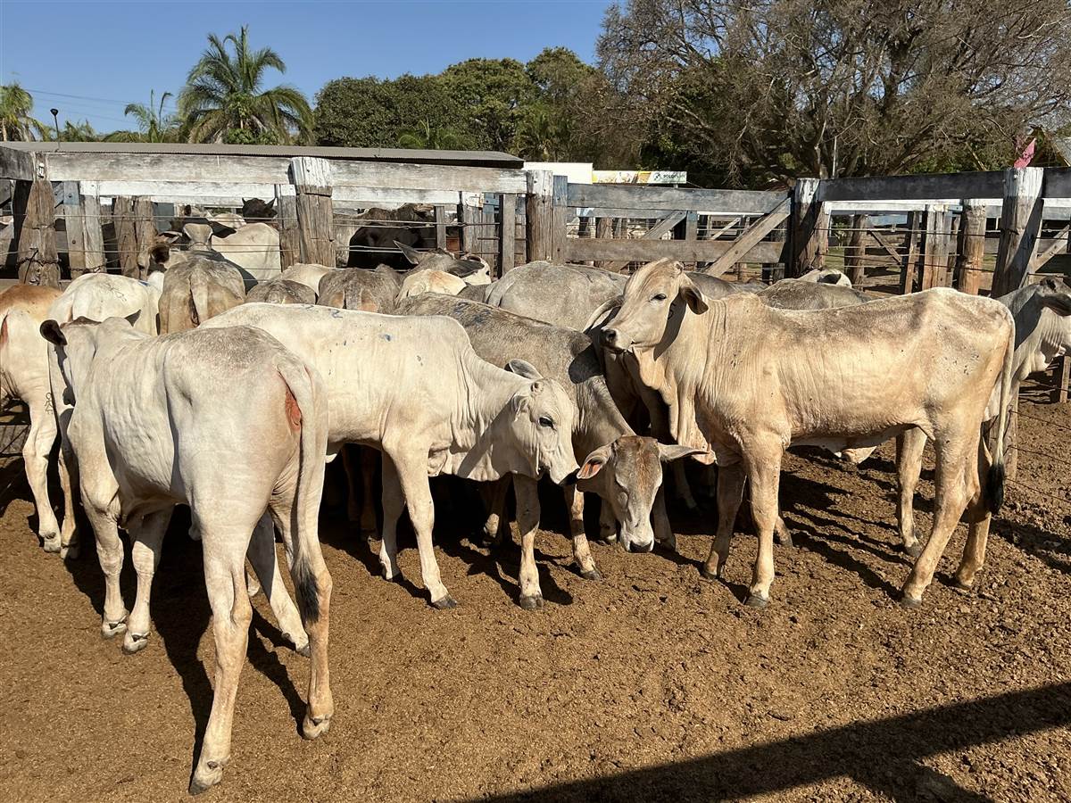 Clique para ver - Foto 1