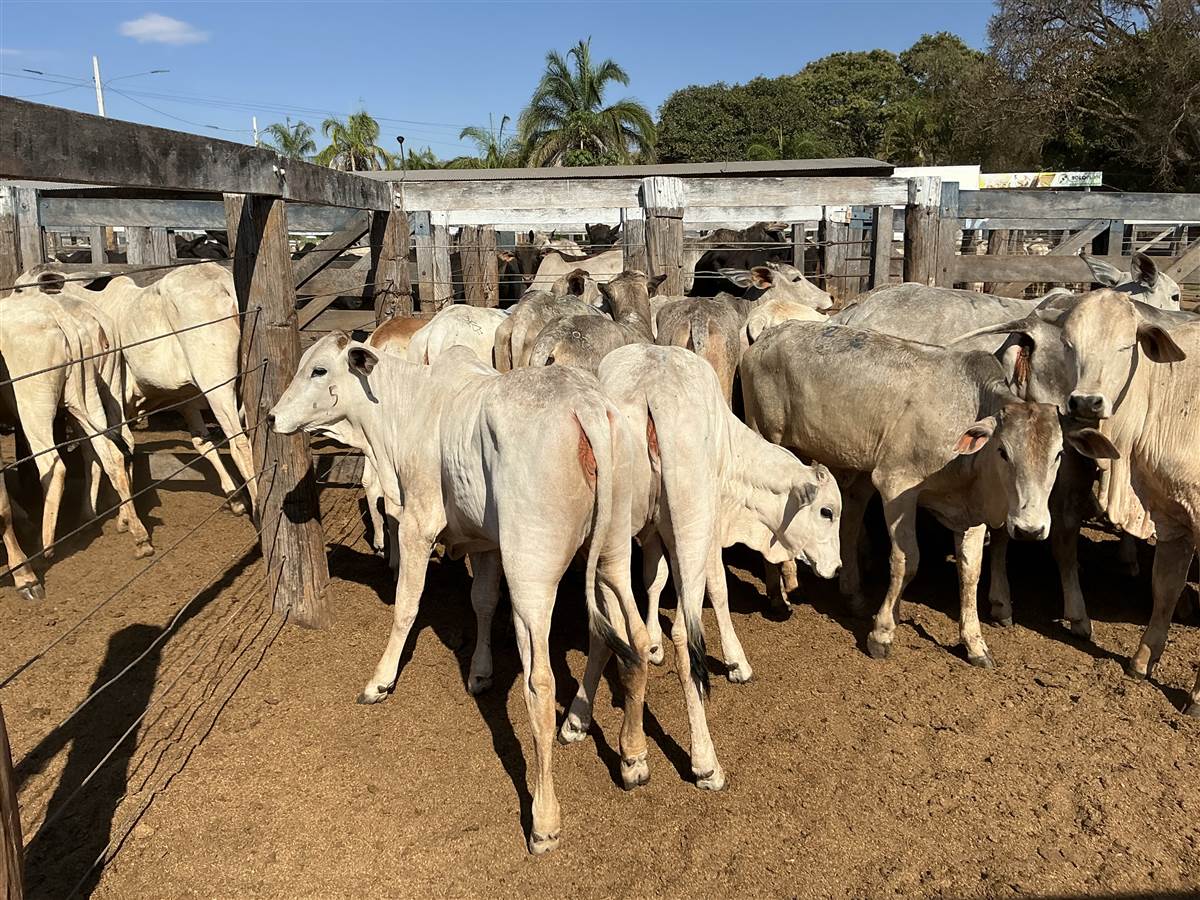 Clique para ver - Foto 2