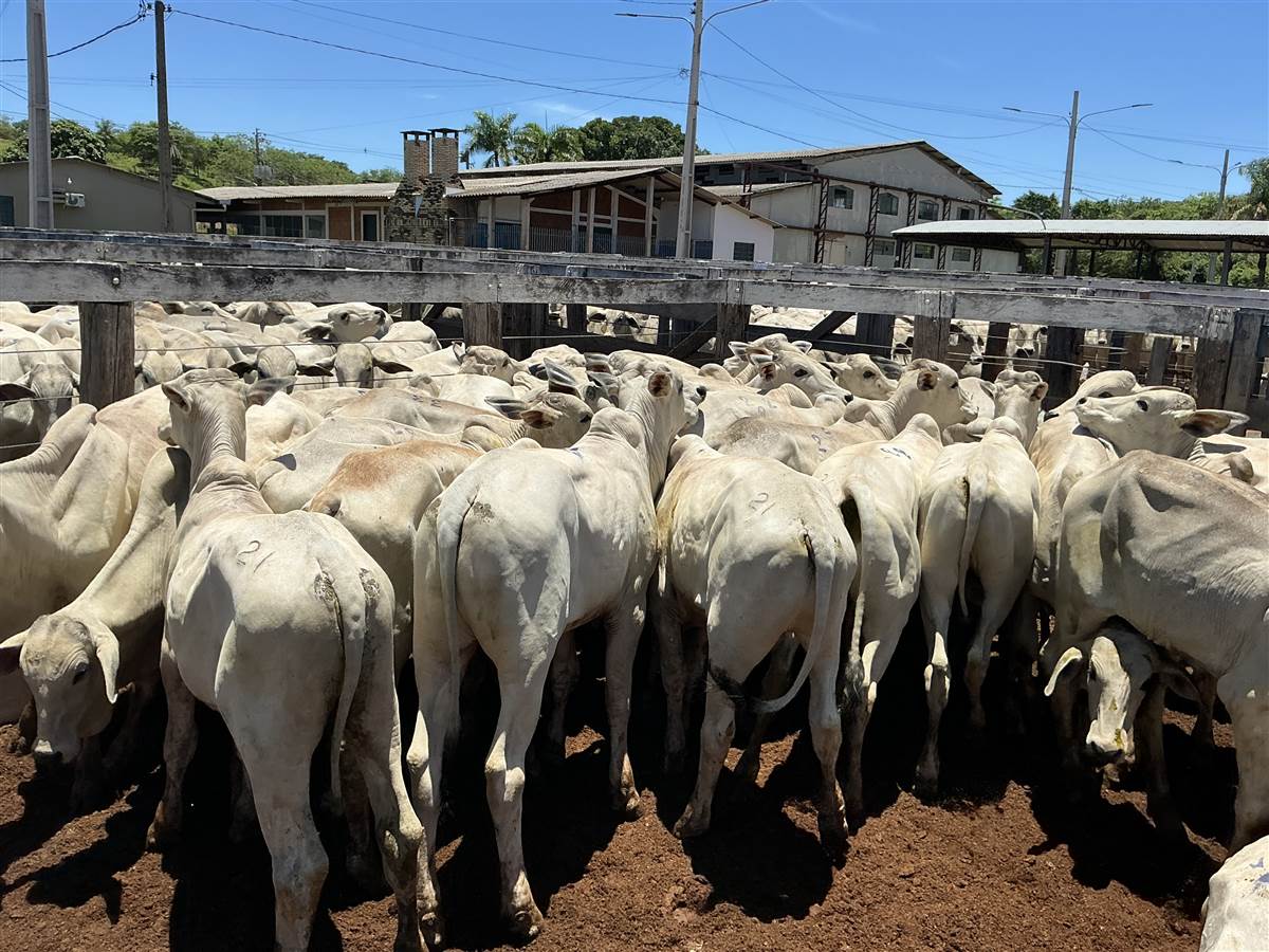 Clique para ver - Foto 0