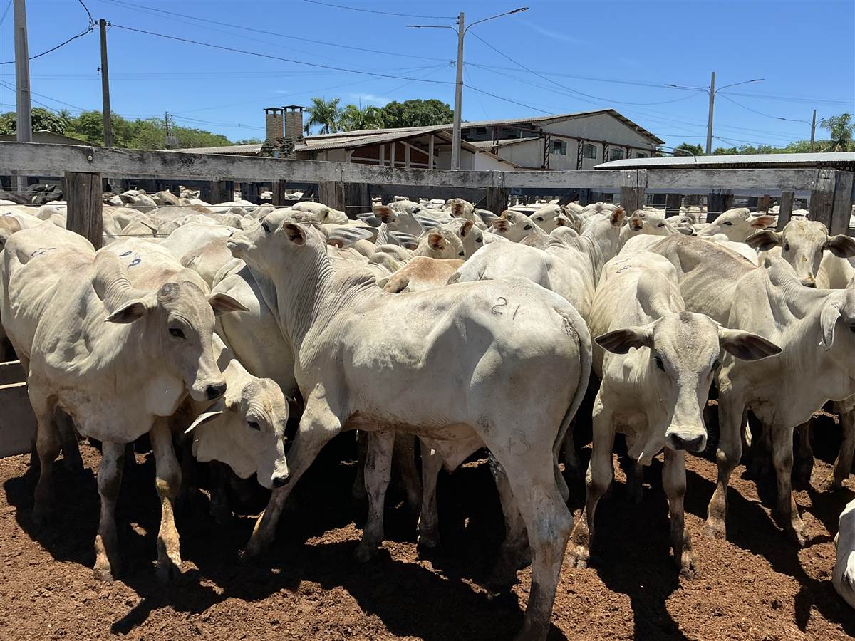 Clique para ver - Foto 1