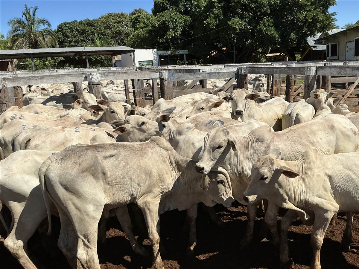 Clique para ver - Foto 0