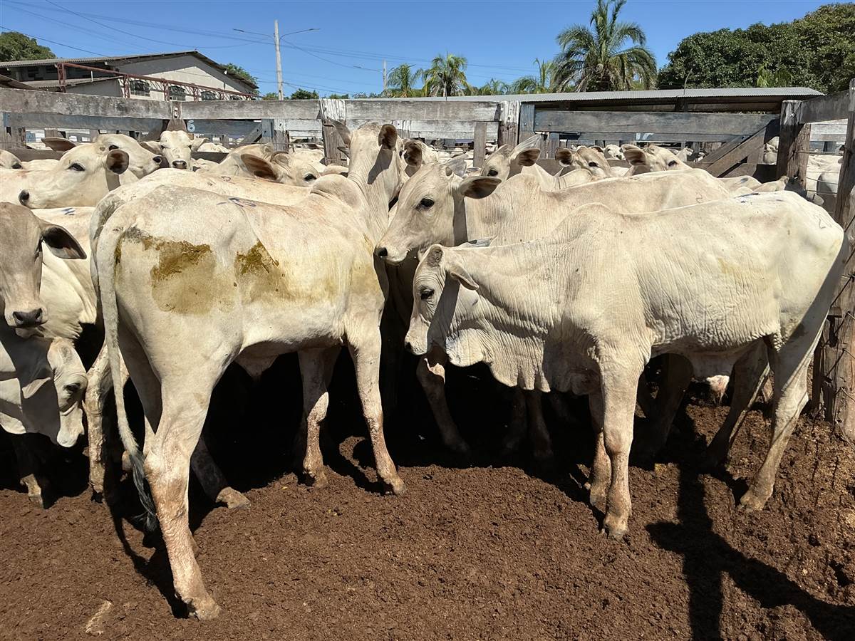 Clique para ver - Foto 1