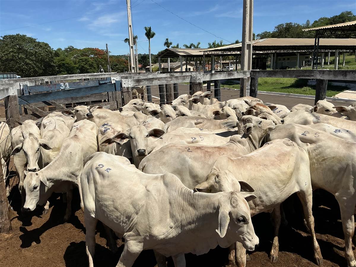 Clique para ver - Foto 0