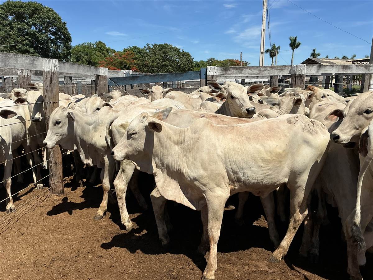 Clique para ver - Foto 1