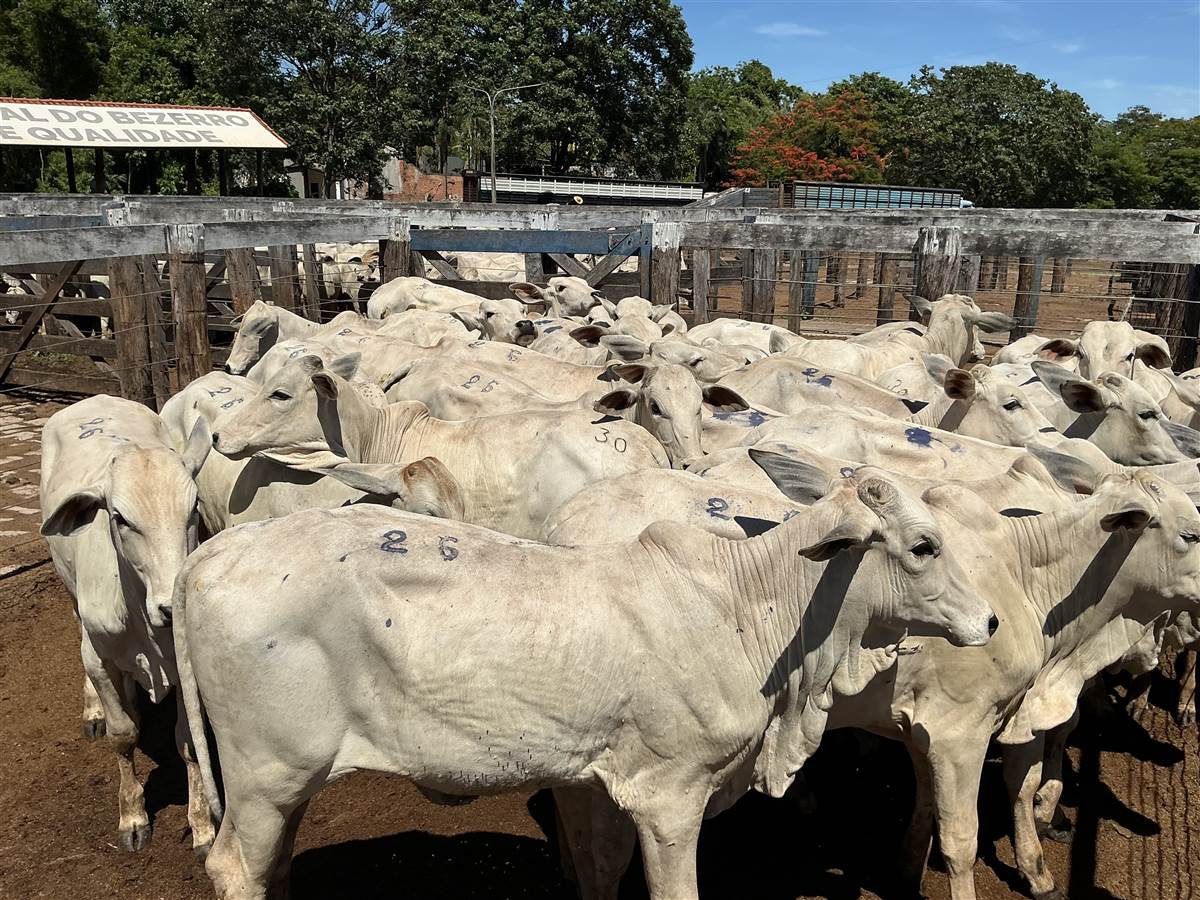 Clique para ver - Foto 0