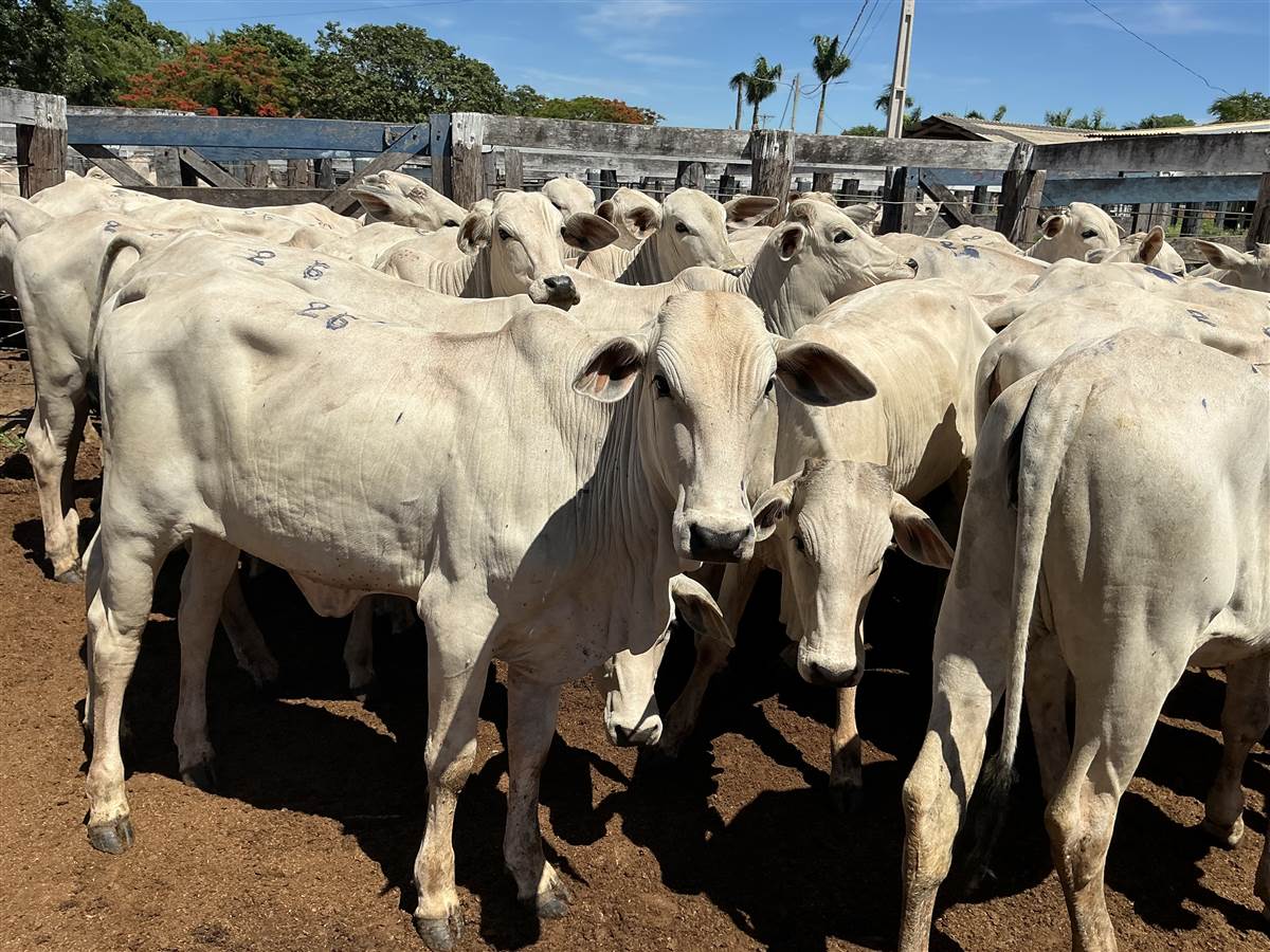 Clique para ver - Foto 1