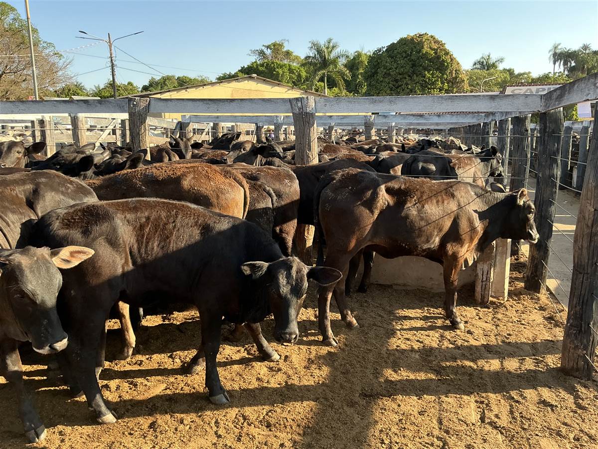 Clique para ver - Foto 0