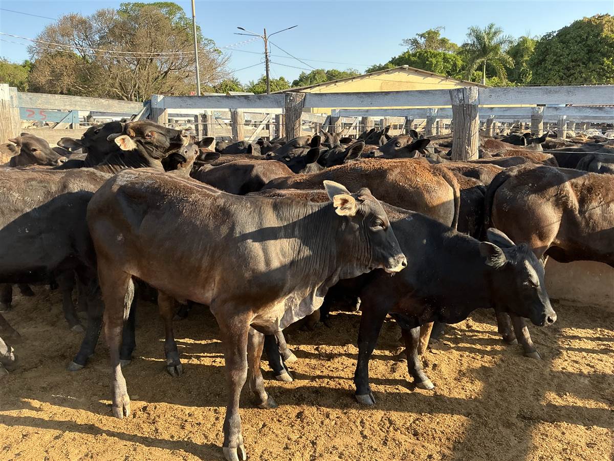 Clique para ver - Foto 1