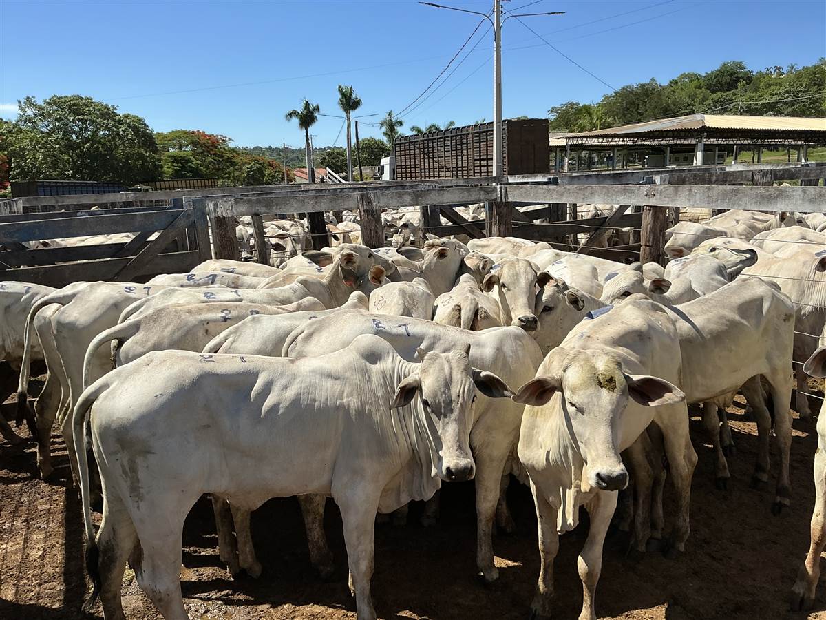 Clique para ver - Foto 0