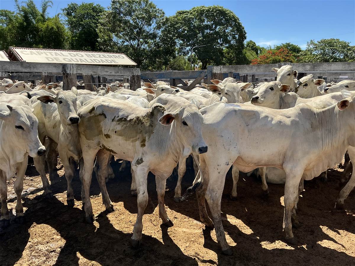 Clique para ver - Foto 1