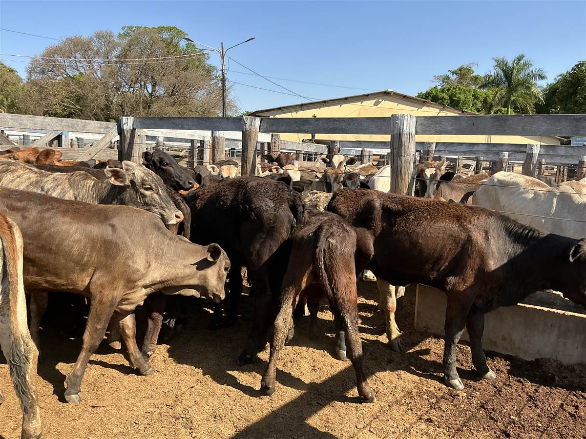 Clique para ver - Foto 0