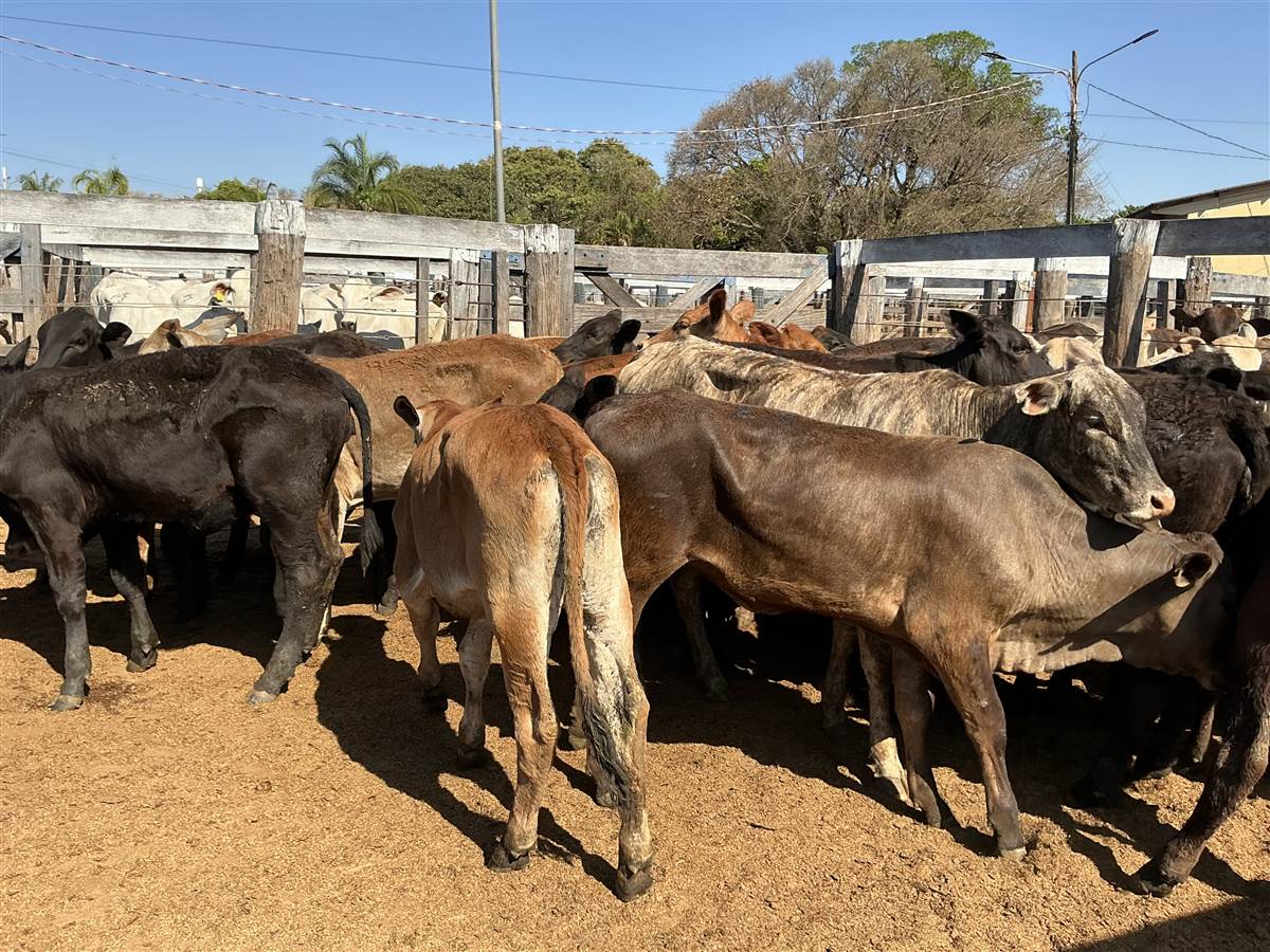 Clique para ver - Foto 1