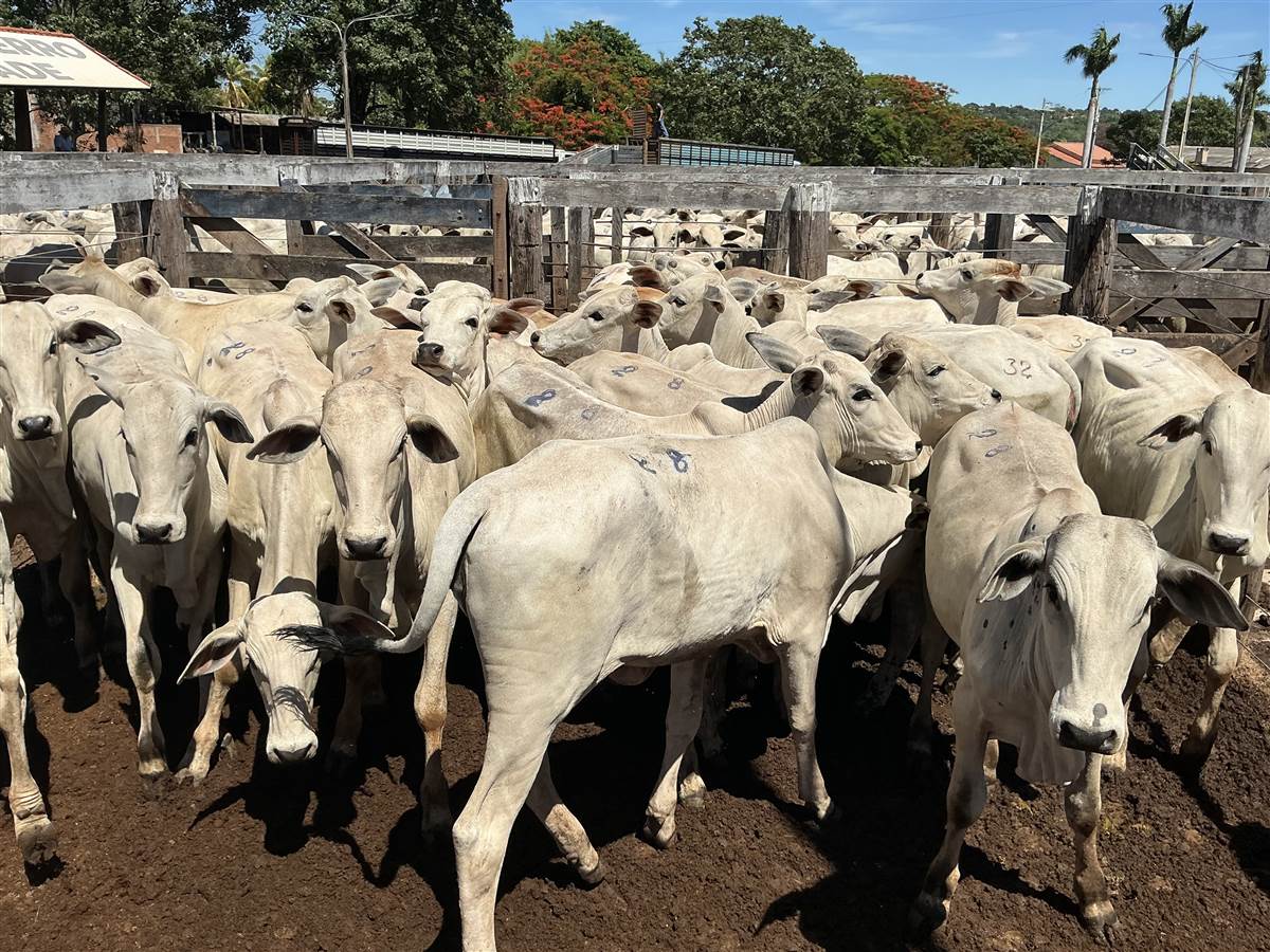 Clique para ver - Foto 0