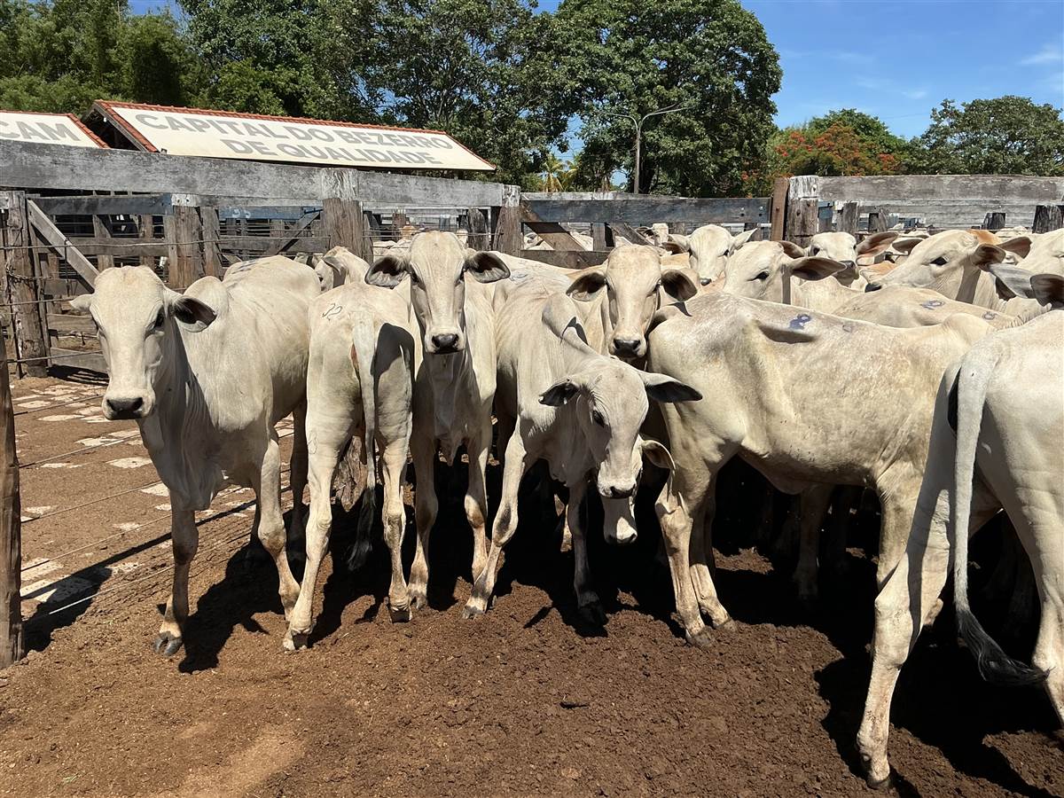 Clique para ver - Foto 1