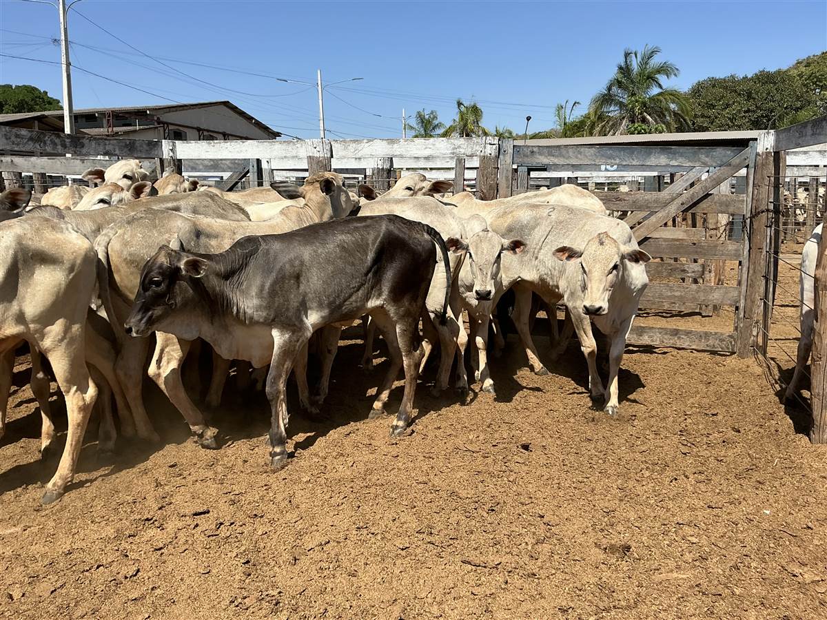 Clique para ver - Foto 0