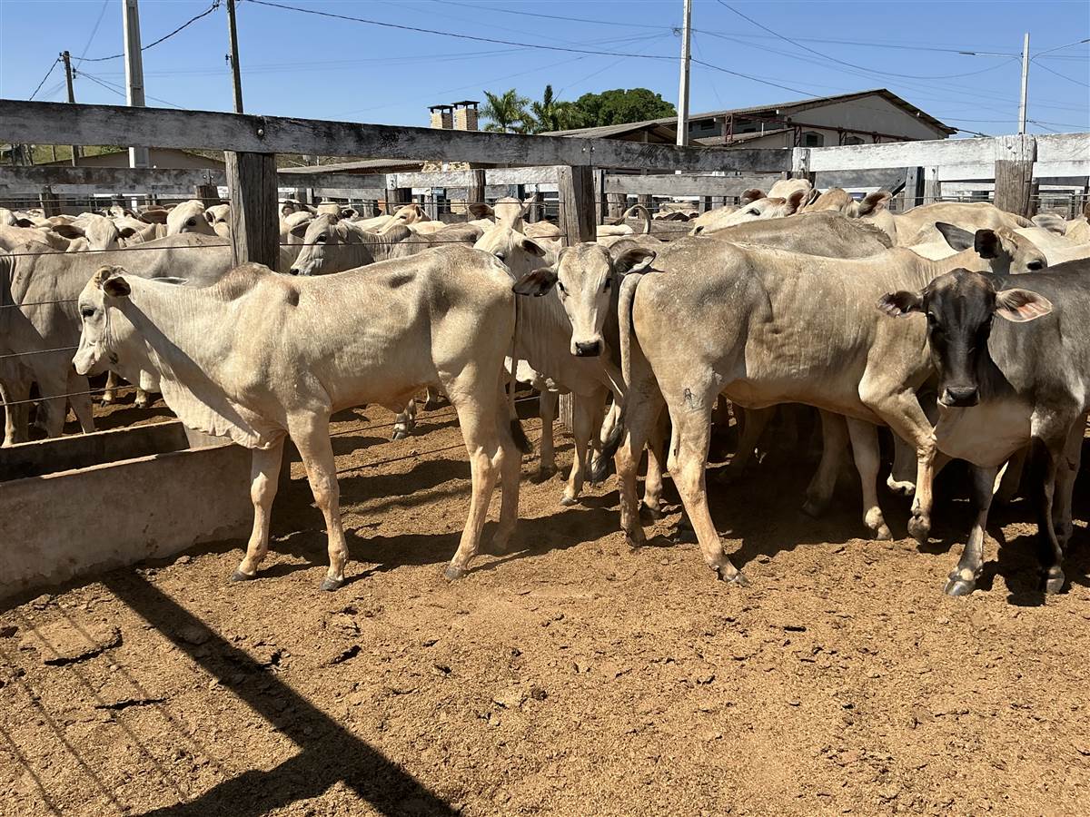 Clique para ver - Foto 1