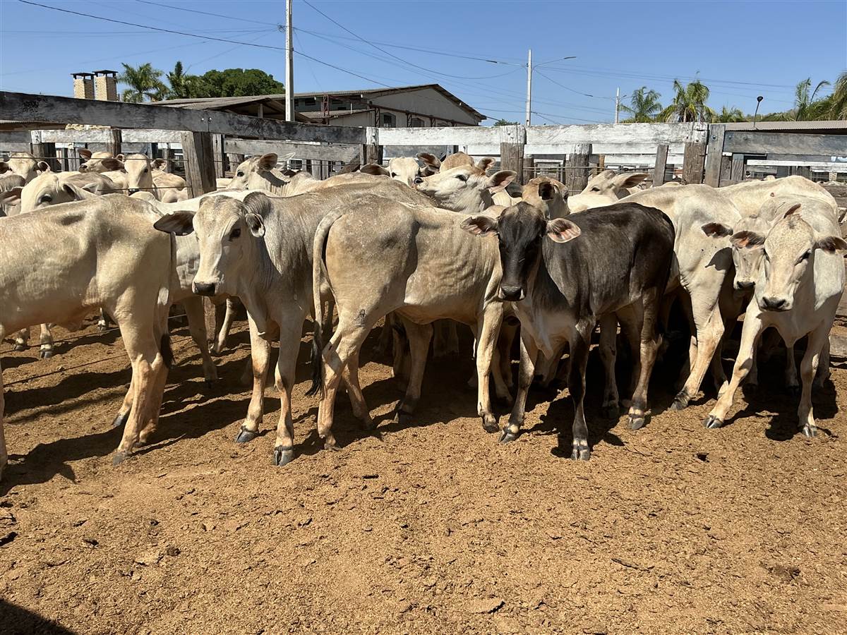 Clique para ver - Foto 2