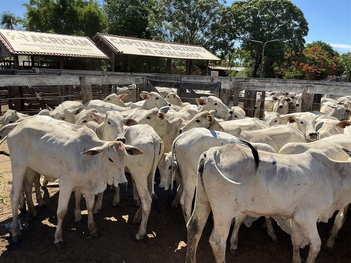 Clique para ver - Foto 0