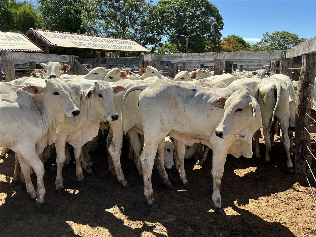 Clique para ver - Foto 1