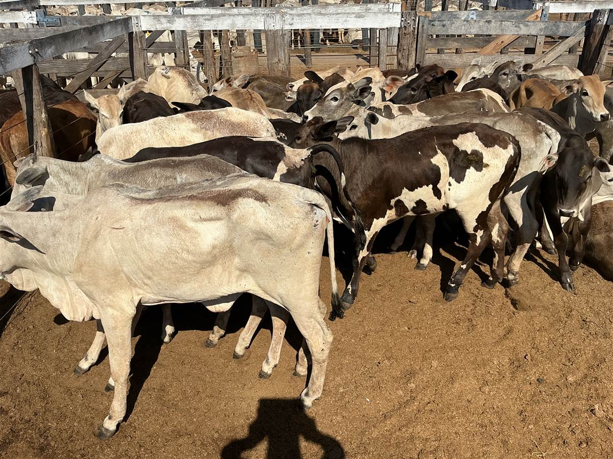 Clique para ver - Foto 0