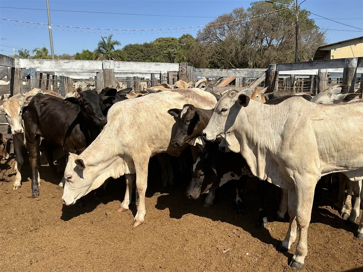 Clique para ver - Foto 1