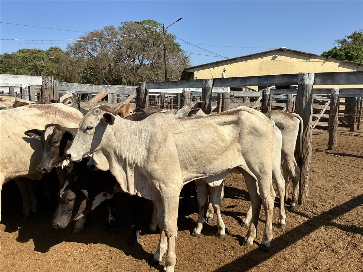 Clique para ver - Foto 2