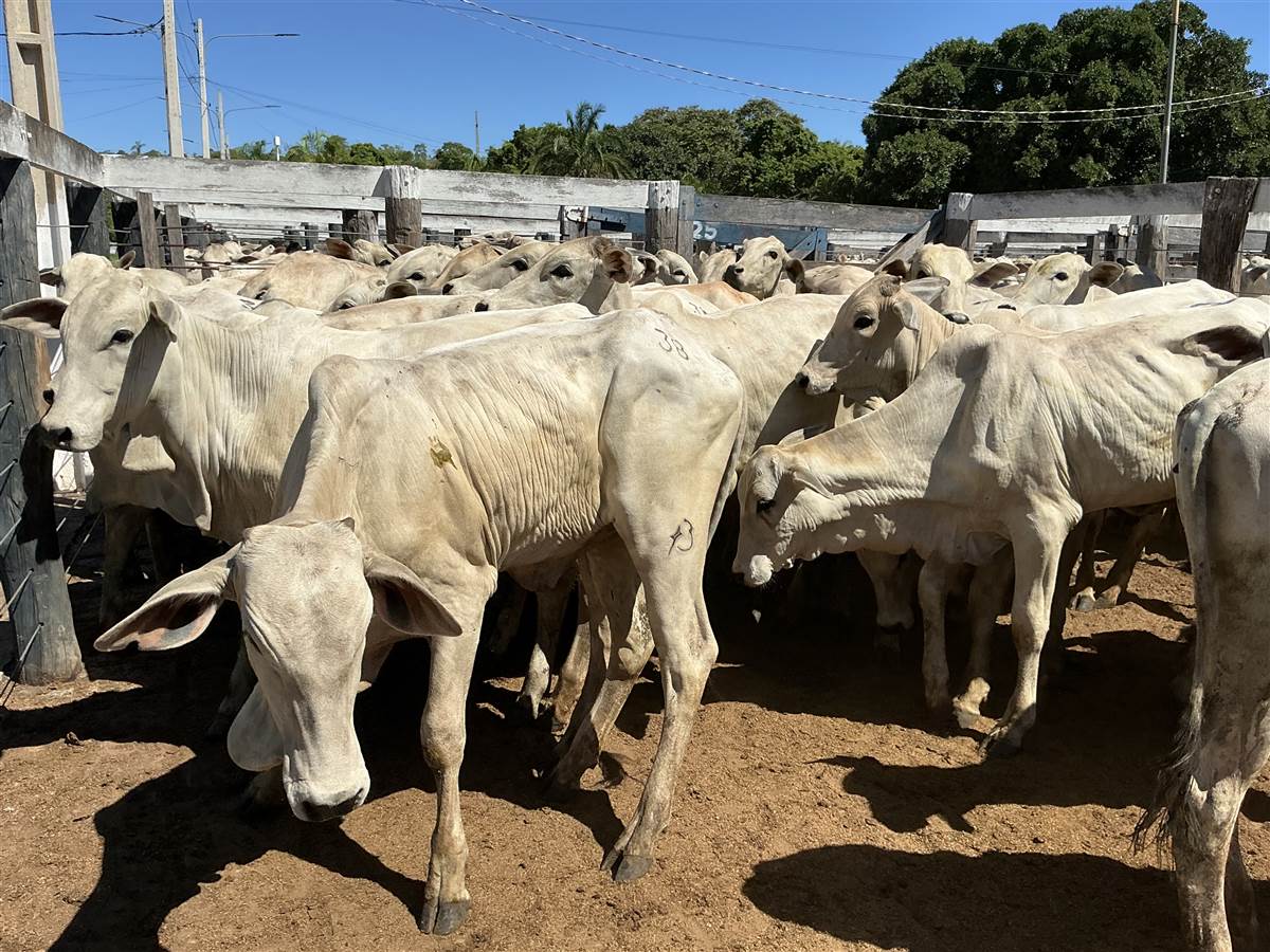 Clique para ver - Foto 1