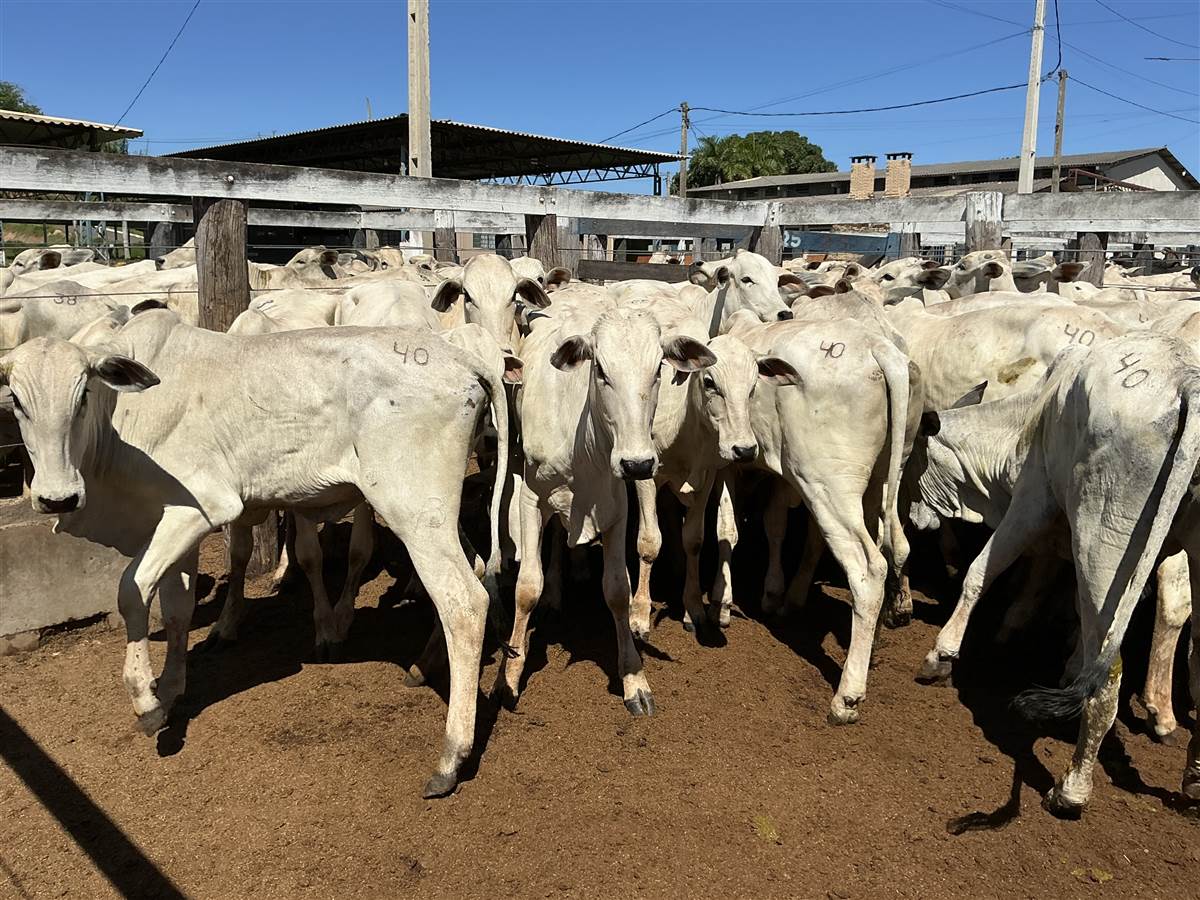 Clique para ver - Foto 0