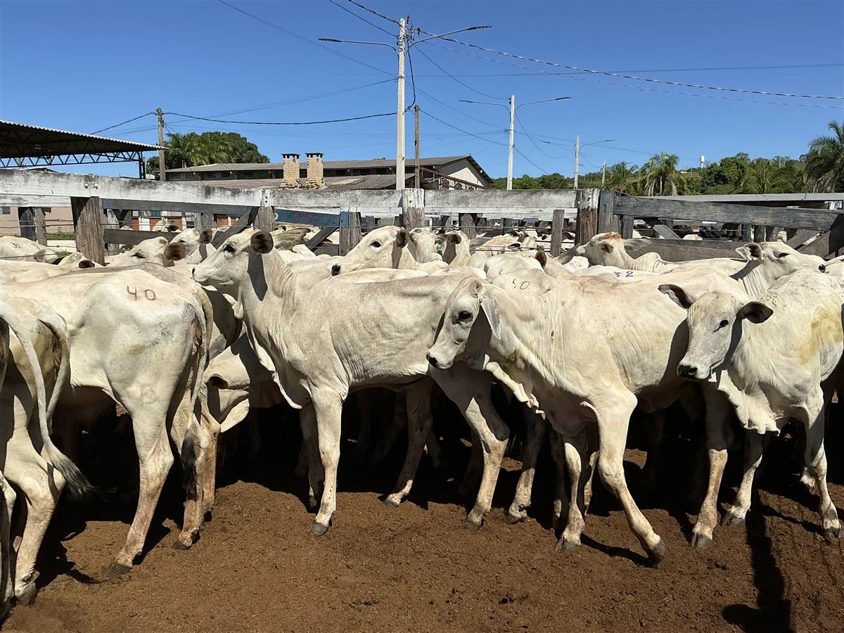 Clique para ver - Foto 1