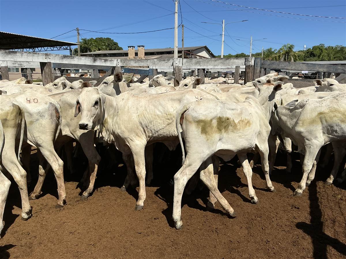 Clique para ver - Foto 2