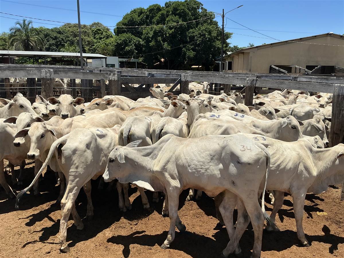 Clique para ver - Foto 0