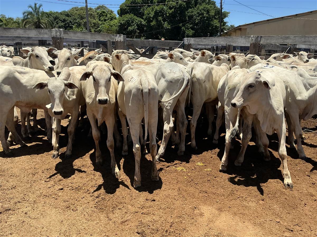 Clique para ver - Foto 1