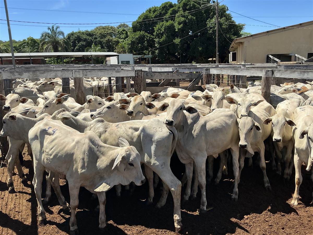 Clique para ver - Foto 0