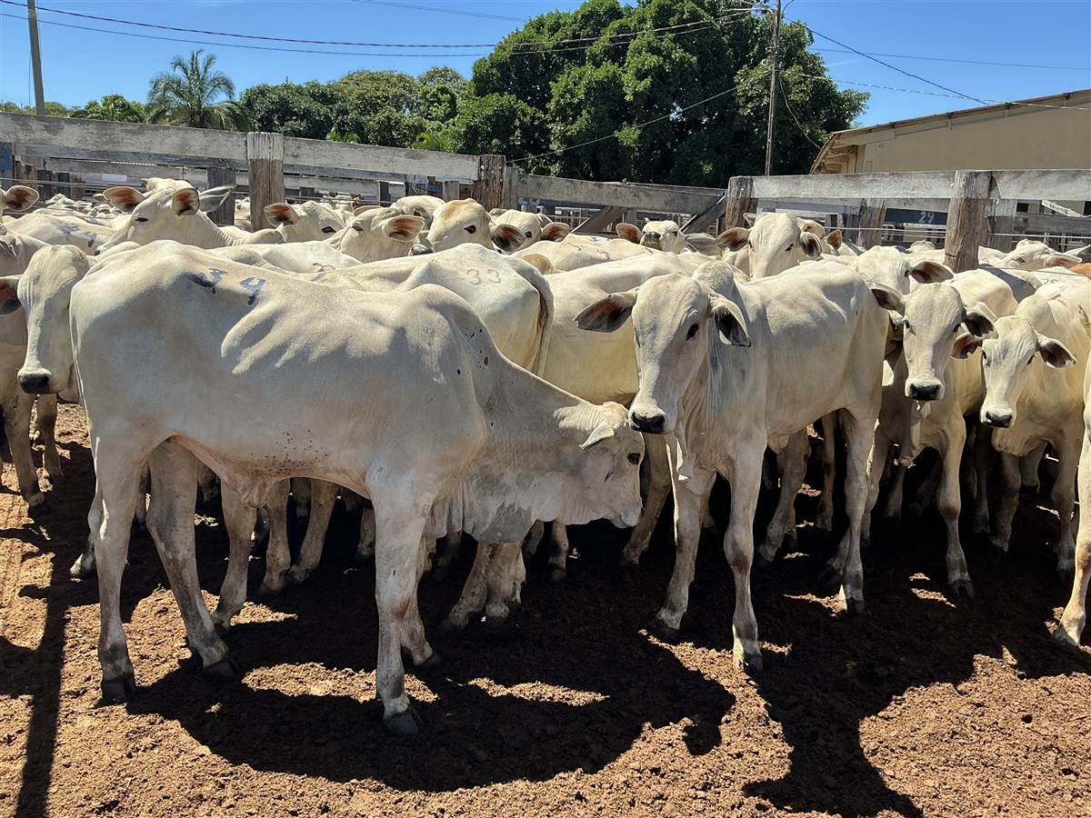 Clique para ver - Foto 1