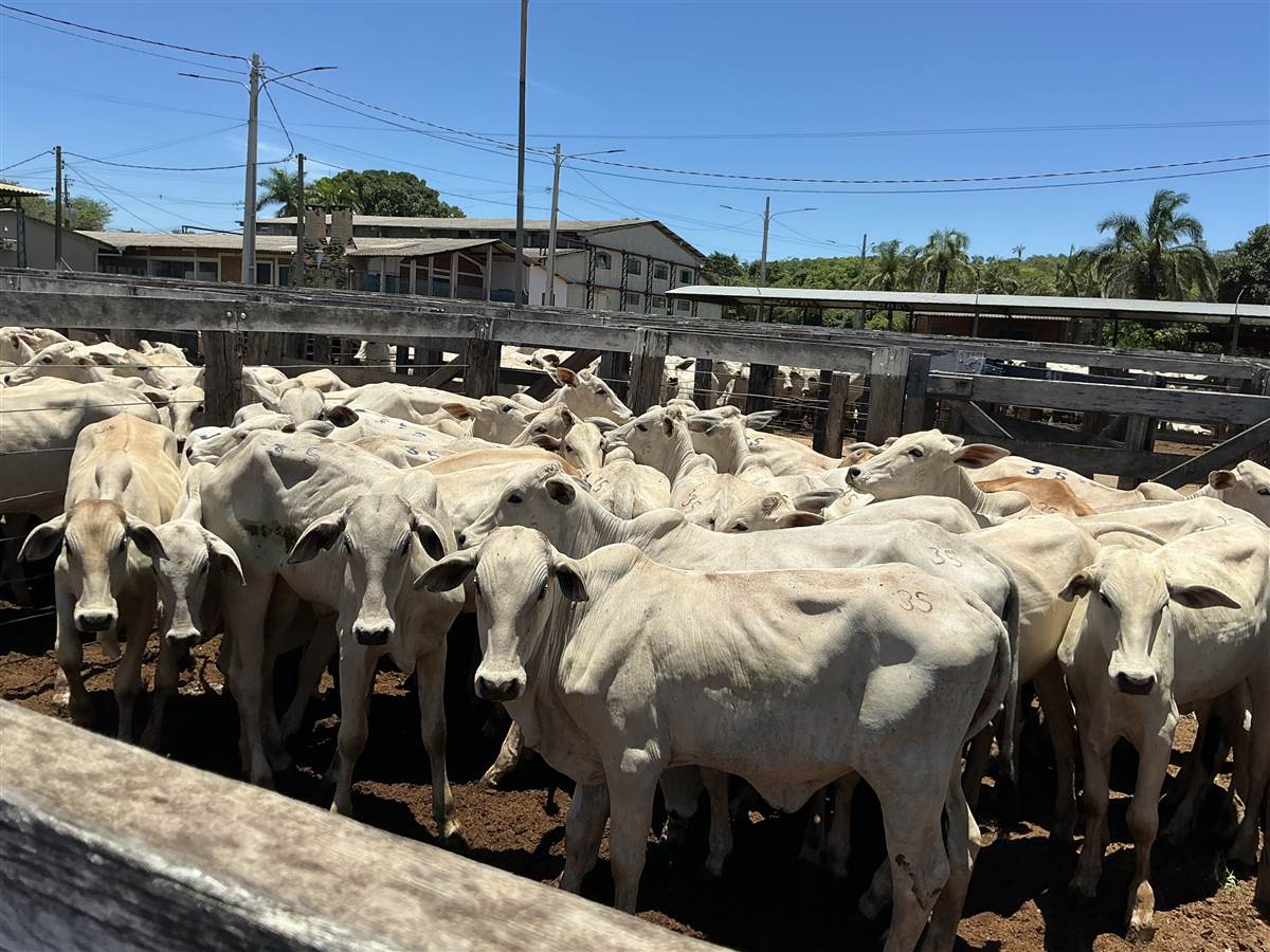 Clique para ver - Foto 0