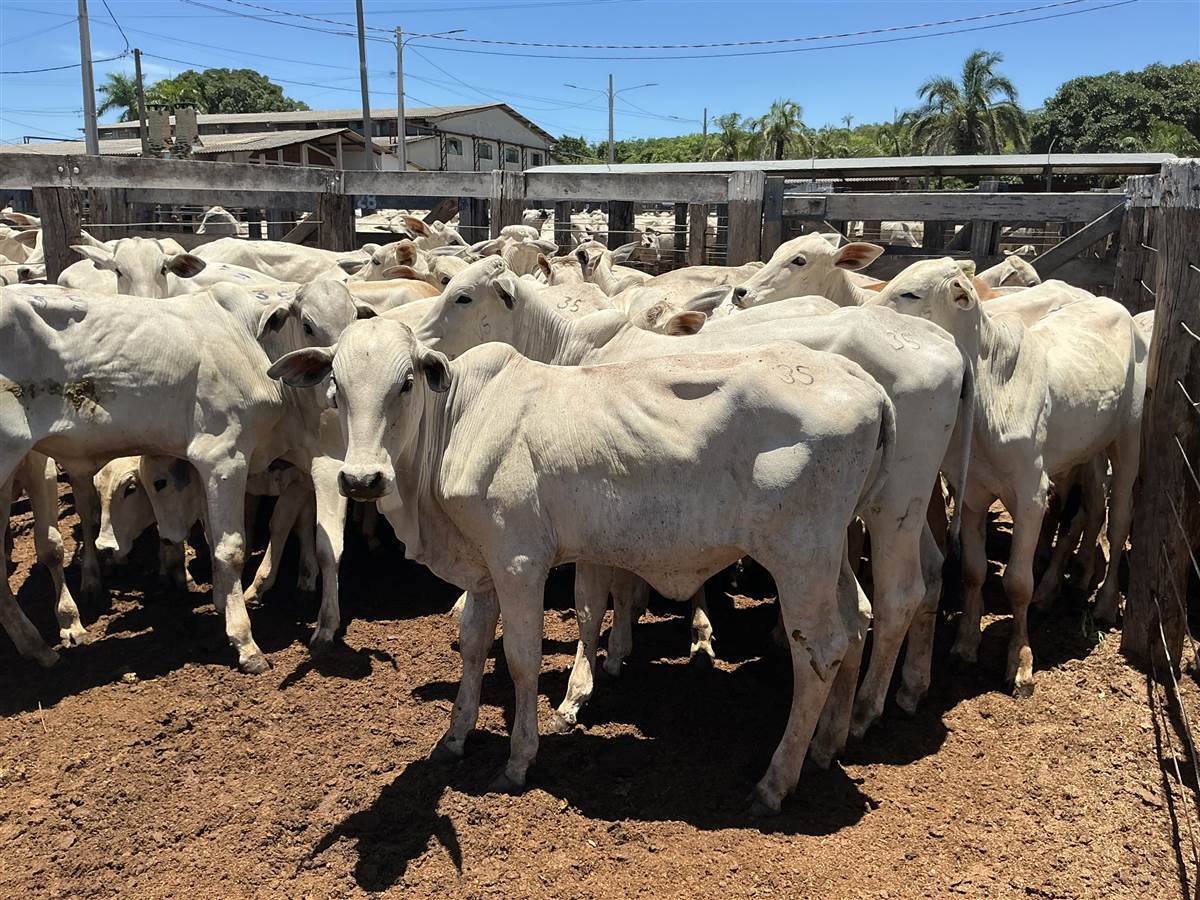 Clique para ver - Foto 1