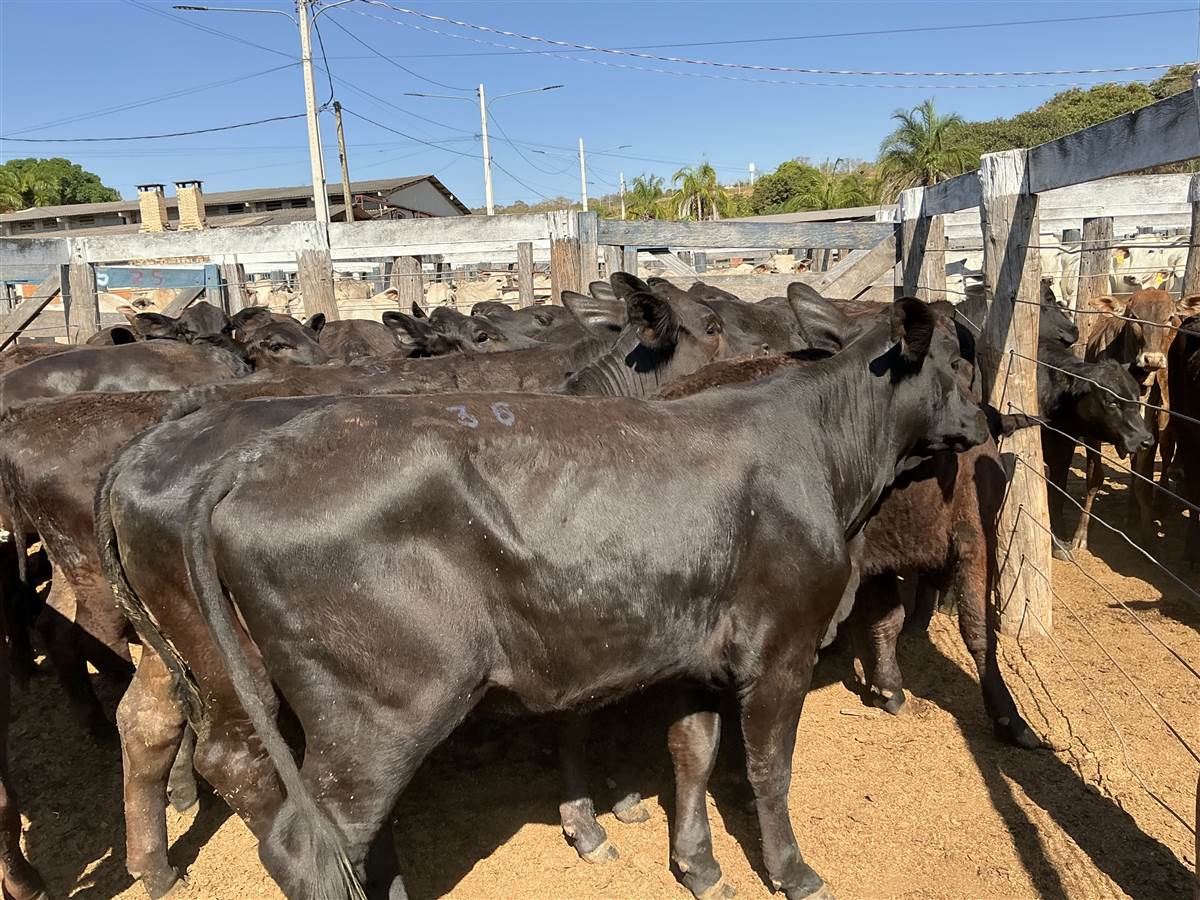 Clique para ver - Foto 0